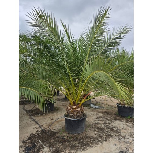 Phoenix canariensis 130/160 lt -5º/-8º